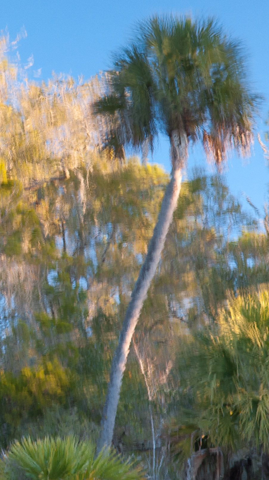 Cabbage Palm reflected in pond - Lower Suwannee National Wildlife Refuge, Florida