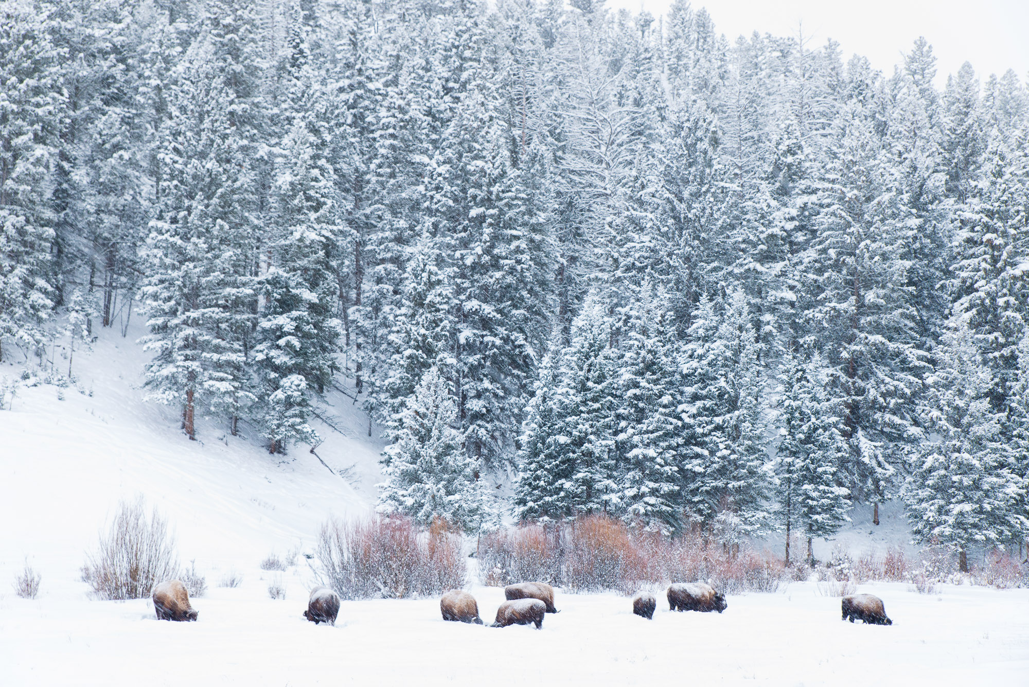 Bison herd in snowstorm - Yellowstone National Park, Wyoming