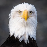 Bald Eagle - Kachemak Bay, Alaska