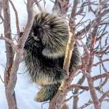 Porcupine - Brooks Range, Alaska