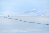 Alaska Pipeline - North Slope, Alaska