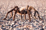 Tarantula on road - Big Bend National Park, Texas