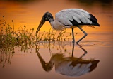 Wood Stork at sunset - Eco Pond, Everglades National Park, Florida