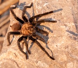 Tarantula on boulder - Big Bend National Park, Texas